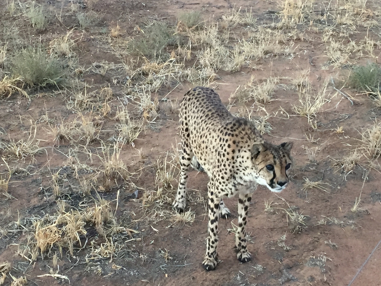 [9535] 2016_06_23_17_27_33_Africa_iPhone_6_IMG_8028_00609.jpg