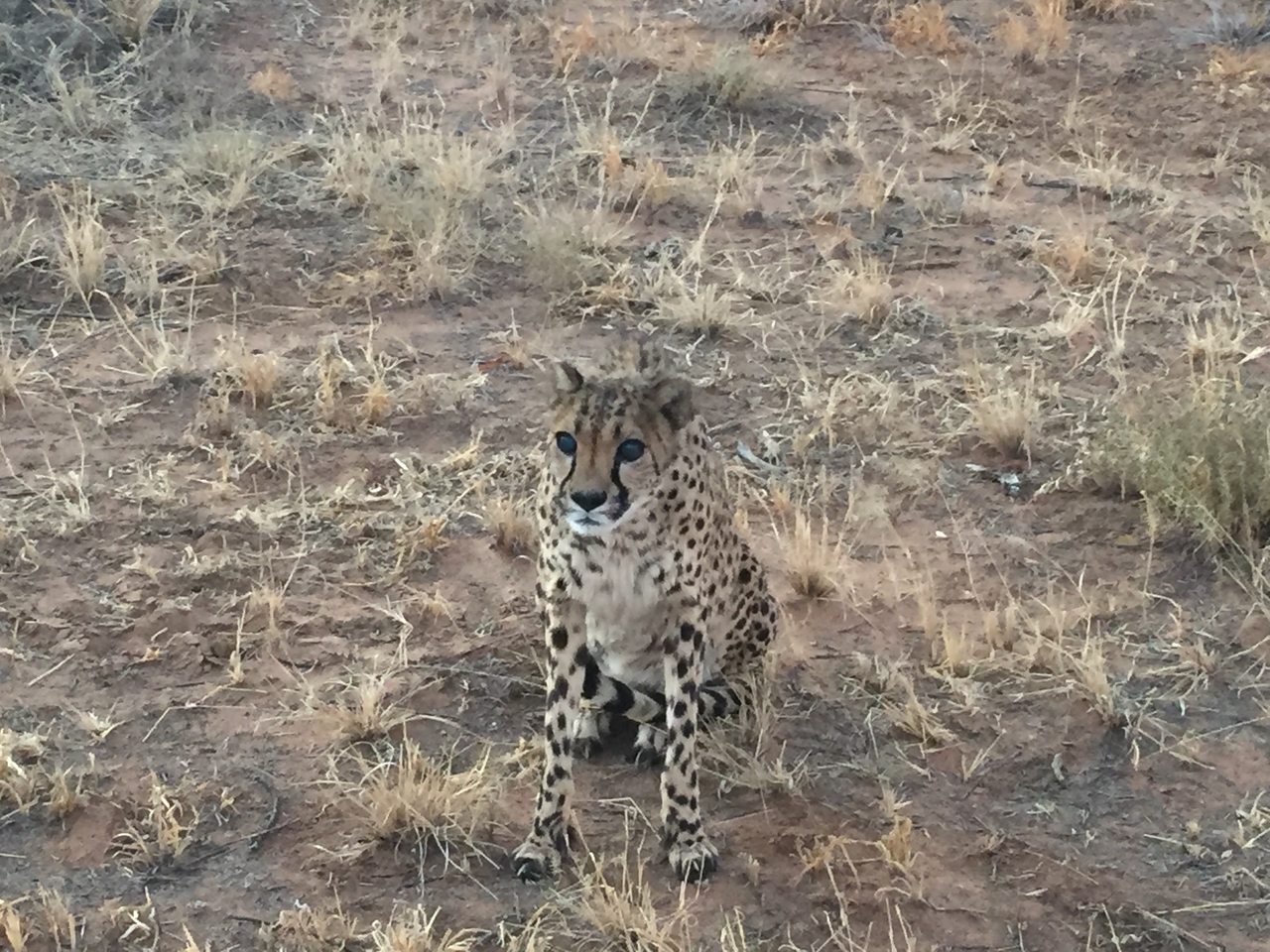 [9545] 2016_06_23_17_28_43_Africa_iPhone_6_IMG_8033_02953.jpg