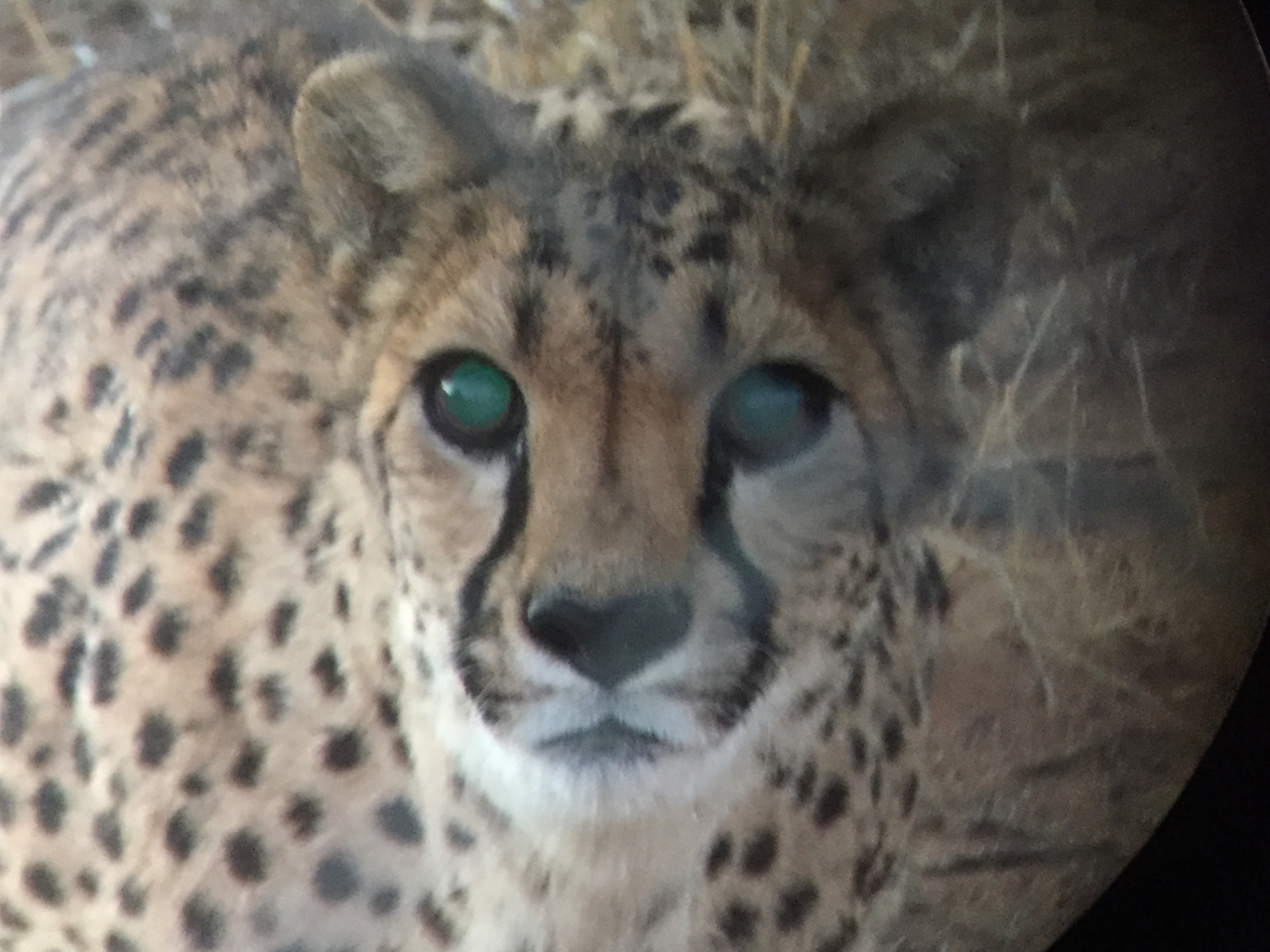 [9556] 2016_06_23_17_29_51_Africa_iPhone_6_IMG_8037_00616.jpg
