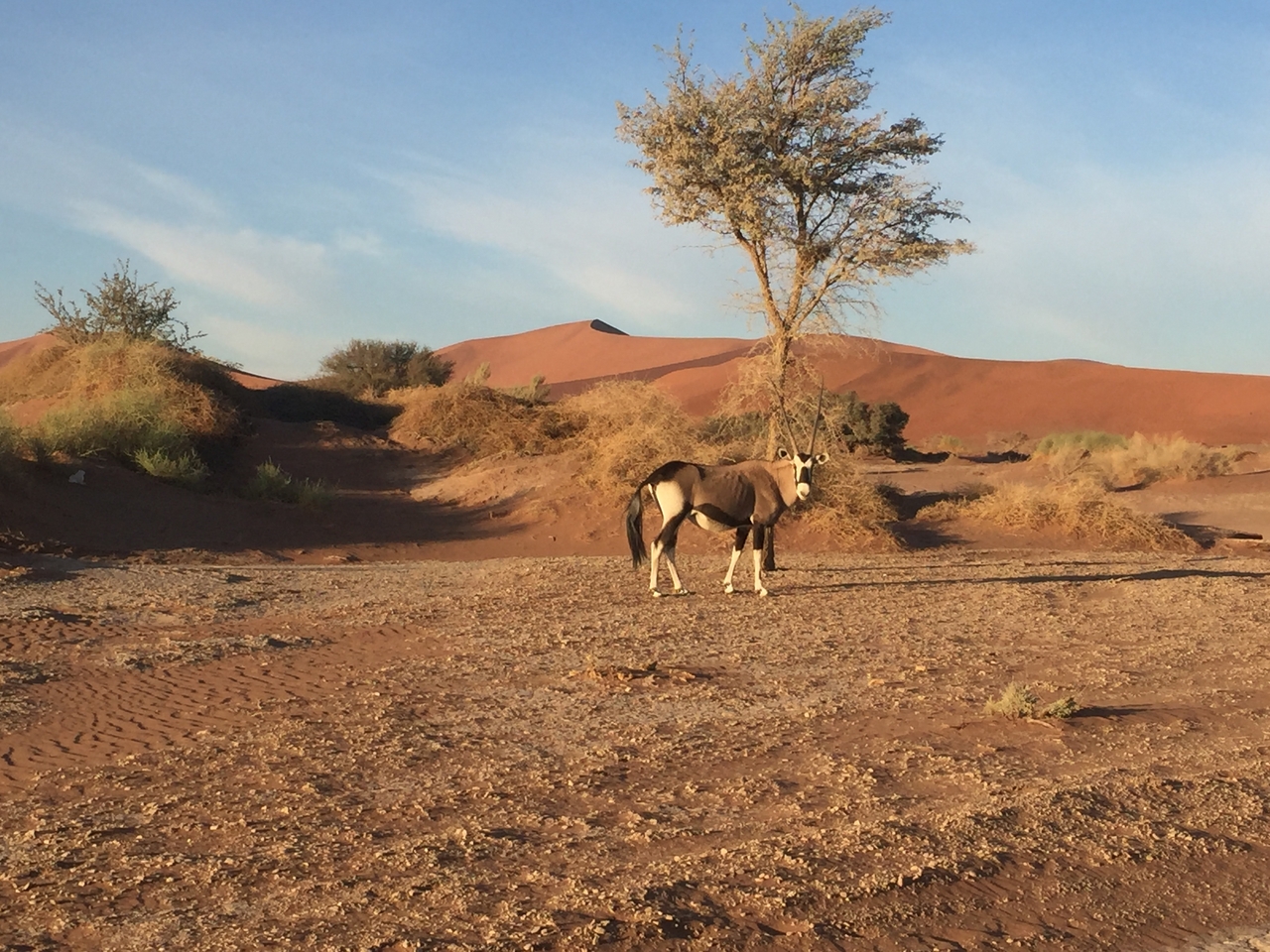 [15514] 2016_06_25_07_28_56_Africa_iPhone_6_IMG_8167_00738.jpg