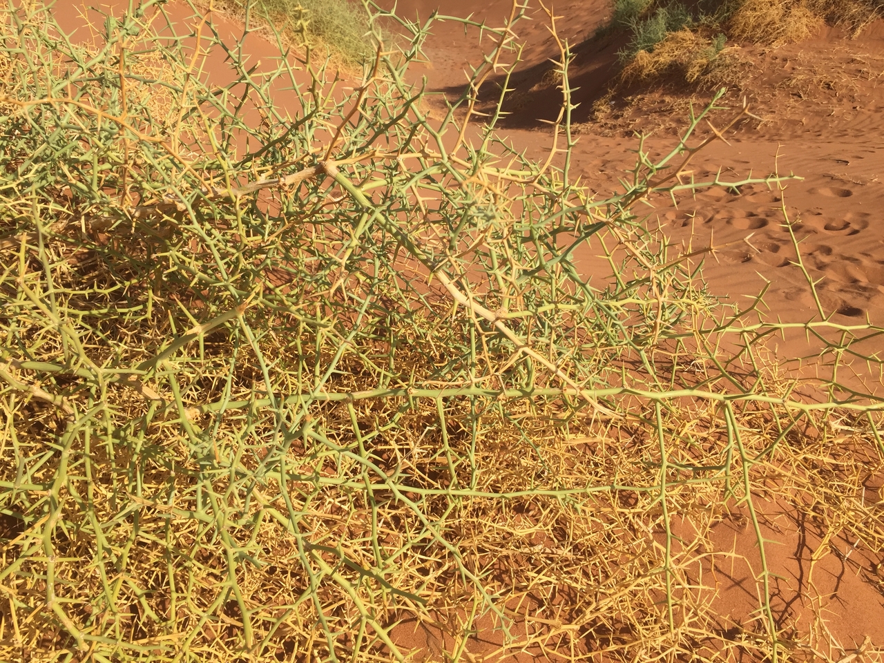 [15766] 2016_06_25_08_56_00_Africa_iPhone_6_IMG_8249_00223.jpg