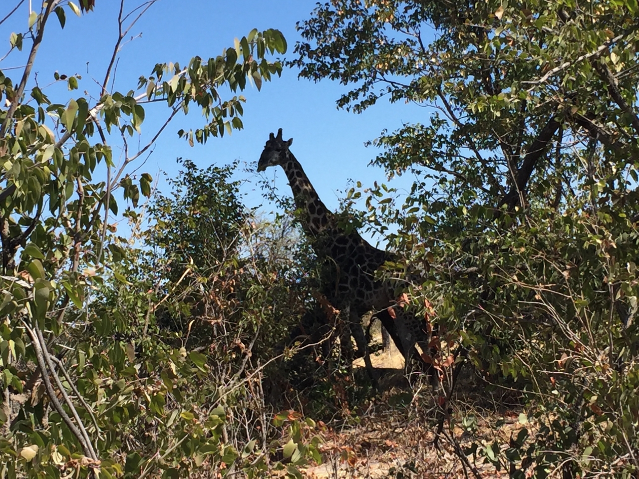 [17196] 2016_06_27_13_40_32_Africa_iPhone_6_IMG_8420_00378.jpg