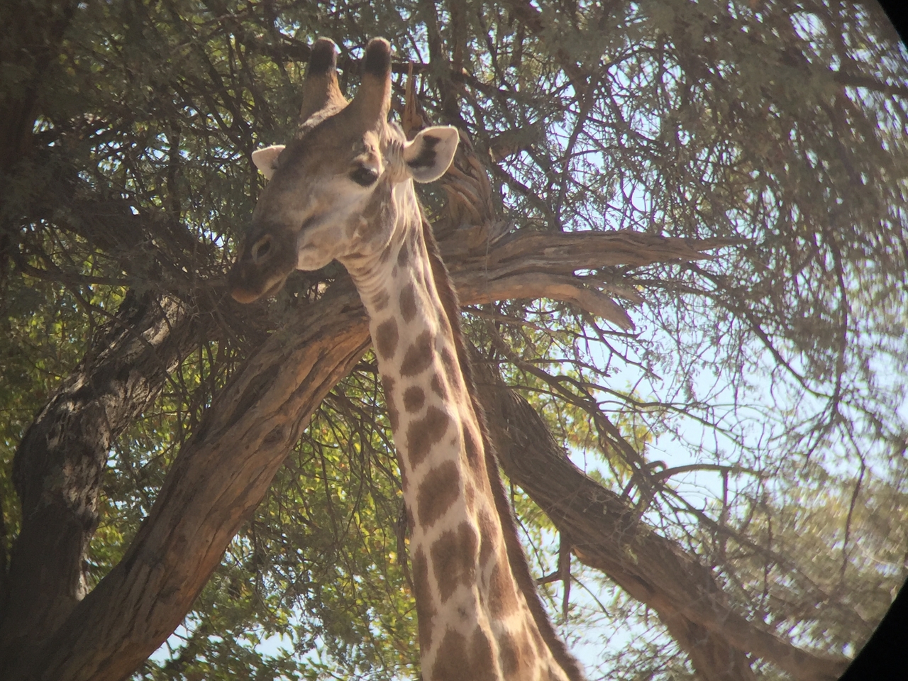 [17216] 2016_06_27_13_54_17_Africa_iPhone_6_IMG_8426_03307.jpg