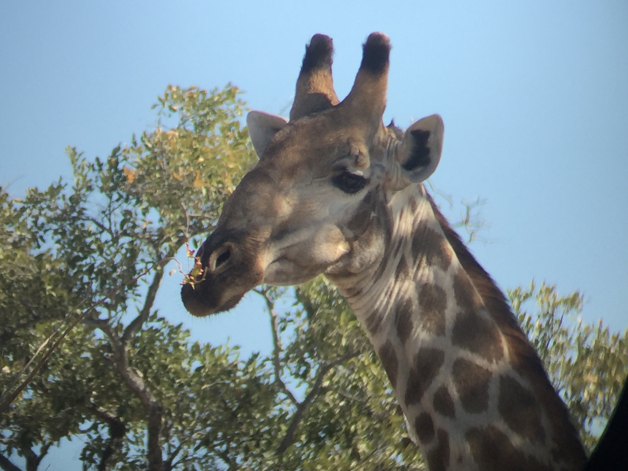 [17269] 2016_06_27_13_55_27_Africa_iPhone_6_IMG_8444_00984.jpg