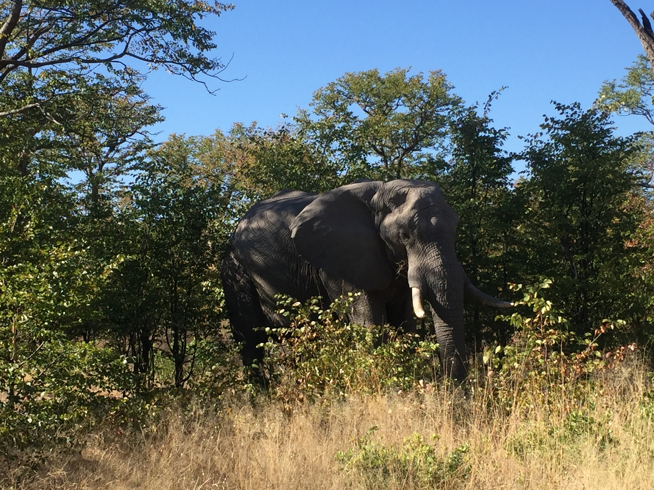 [17283] 2016_06_27_15_20_55_Africa_iPhone_6_IMG_8449_00407.jpg