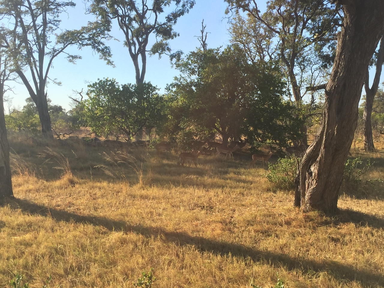 [17301] 2016_06_27_16_43_33_Africa_iPhone_6_IMG_8451_00409.jpg