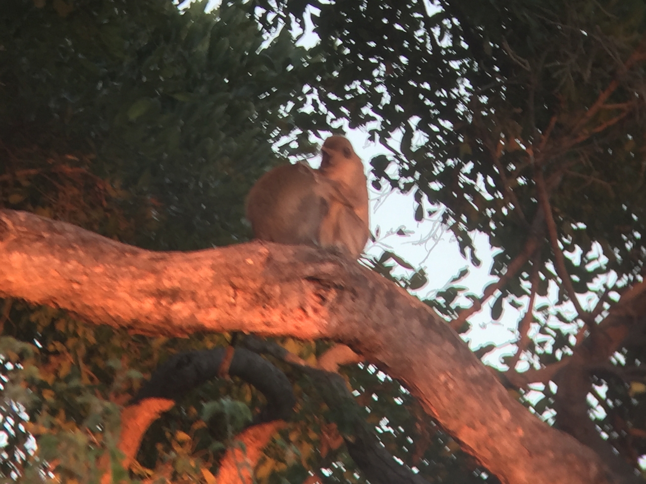 [19801] 2016_06_28_07_07_32_Africa_iPhone_6_IMG_8459_00417.jpg