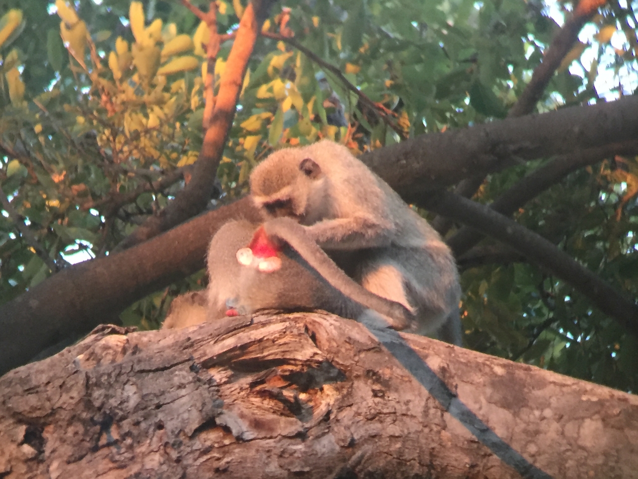 [19818] 2016_06_28_07_08_58_Africa_iPhone_6_IMG_8464_03345.jpg