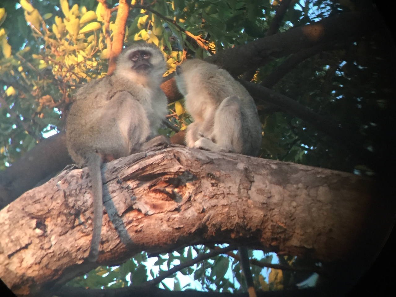 [19828] 2016_06_28_07_10_43_Africa_iPhone_6_IMG_8468_00426.jpg