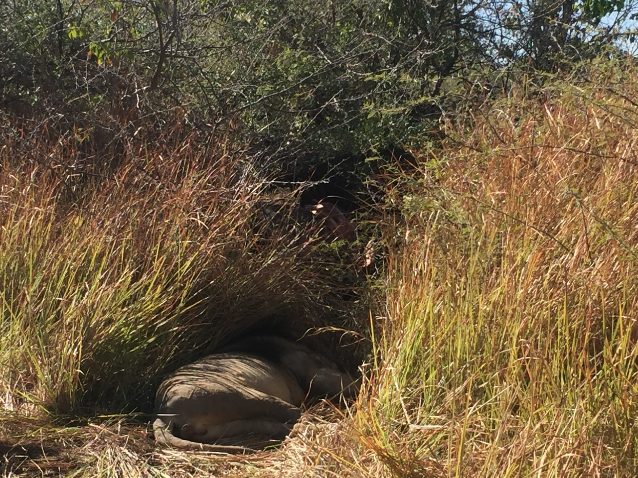 [19947] 2016_06_28_10_16_04_Africa_iPhone_6_IMG_8499_00457.jpg