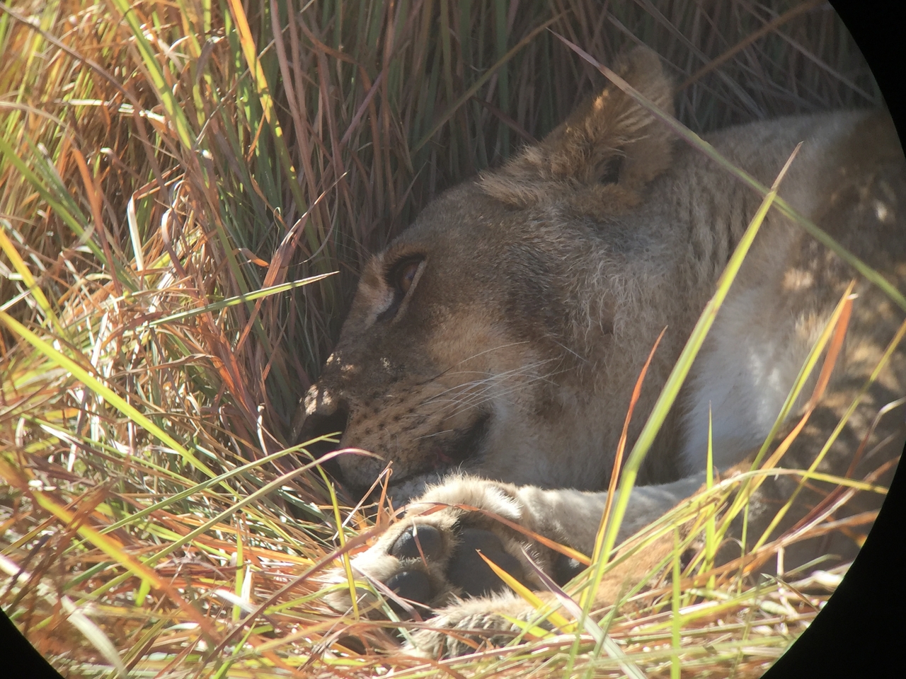 [19952] 2016_06_28_10_16_46_Africa_iPhone_6_IMG_8500_03381.jpg