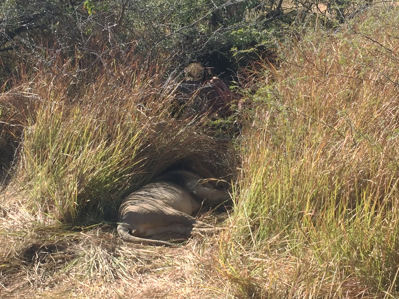[19970] 2016_06_28_10_20_32_Africa_iPhone_6_IMG_8506_03387.jpg