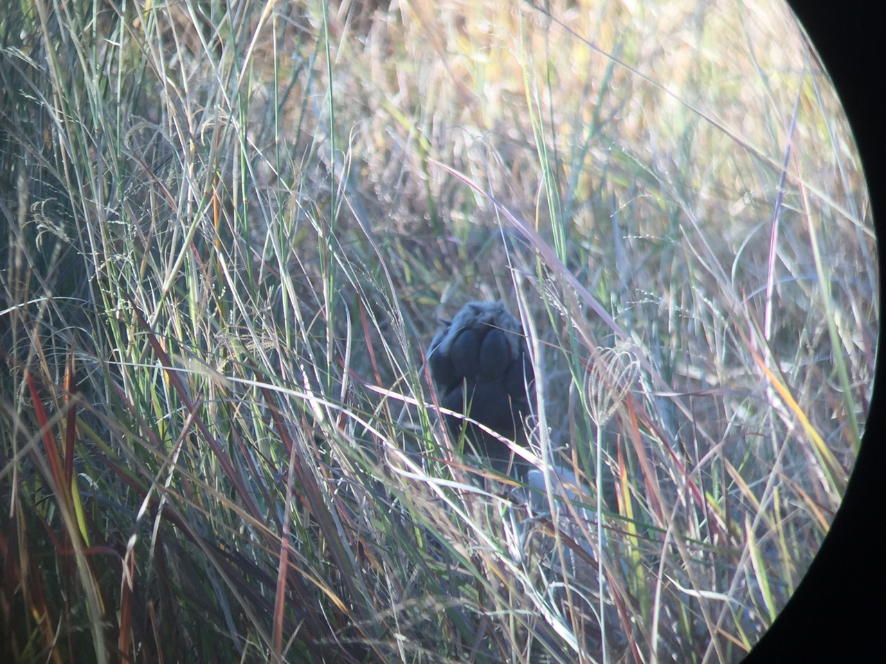 [20413] 2016_06_28_16_52_05_Africa_iPhone_6_IMG_8534_03407.jpg