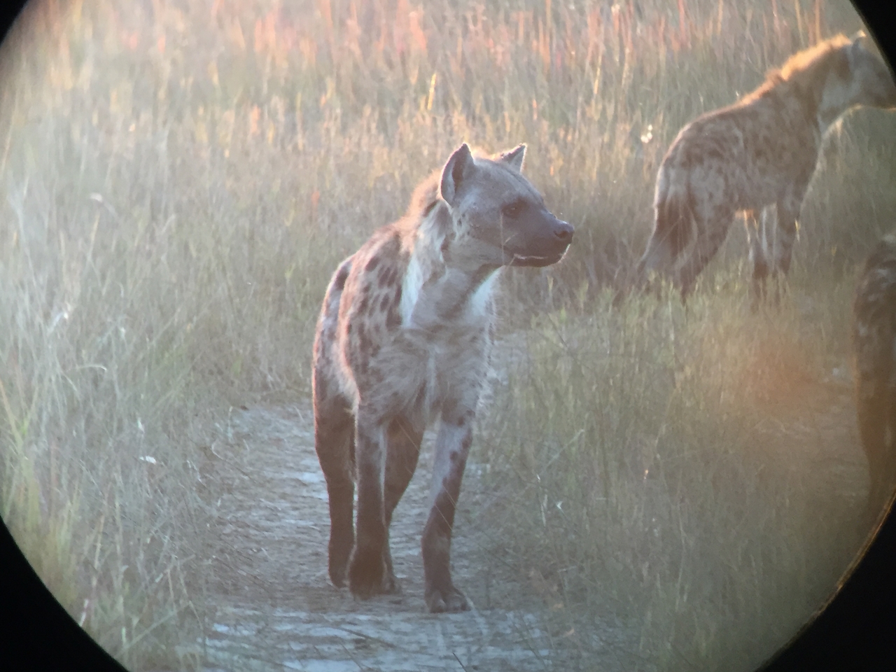 [22226] 2016_06_29_17_48_13_Africa_iPhone_6_IMG_8564_03433.jpg