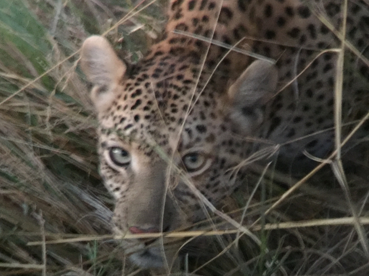 [22250] 2016_06_29_18_13_17_Africa_iPhone_6_IMG_8571_03439.jpg