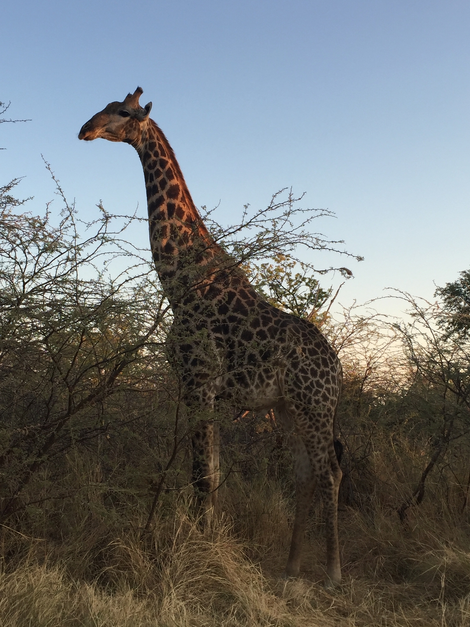 [24625] 2016_06_30_07_20_30_Africa_iPhone_6_IMG_8579_01106.jpg