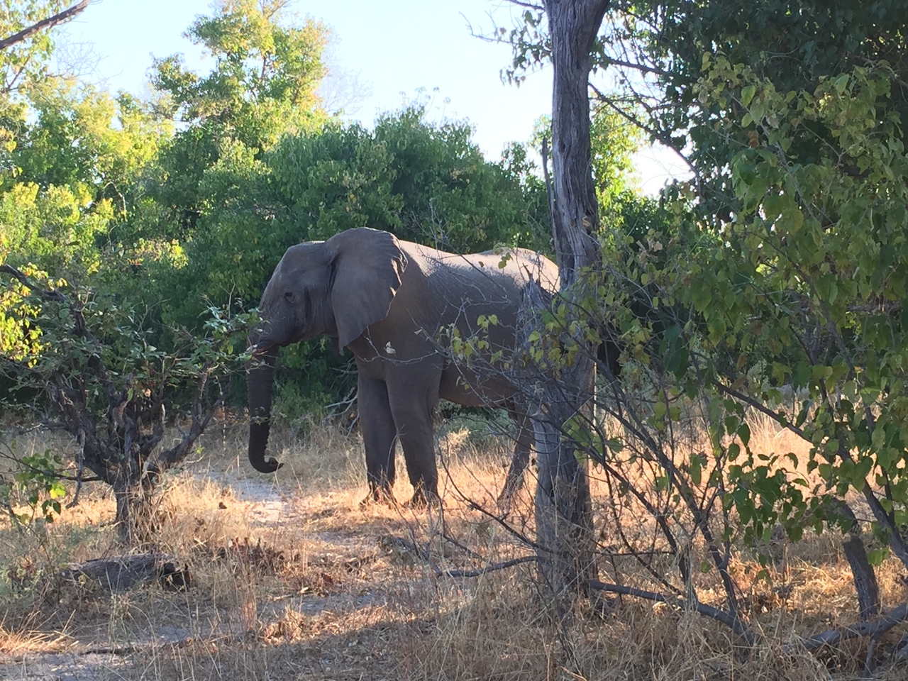 [26620] 2016_06_30_16_56_09_Africa_iPhone_6_IMG_8608_01130.jpg