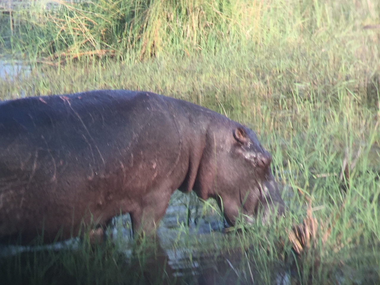 [27933] 2016_07_02_08_42_09_Africa_iPhone_6_IMG_8724_00648.jpg
