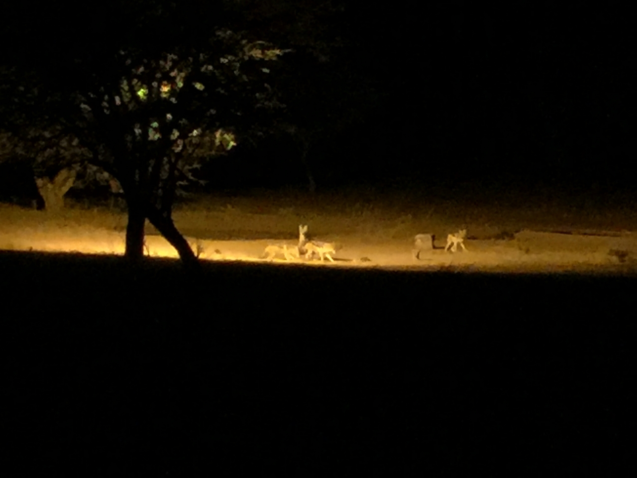 [424] 2016_06_21_21_11_07_Africa_iPhone_6_Plus_IMG_3403_06678.jpg