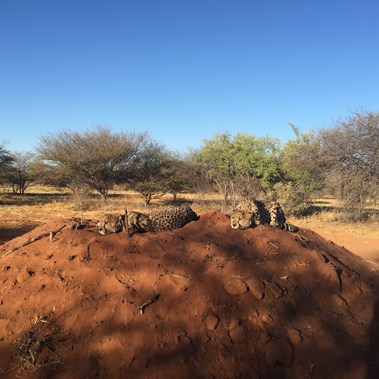 [9366] 2016_06_23_16_14_55_Africa_iPhone_6_Plus_IMG_4817_07272.jpg