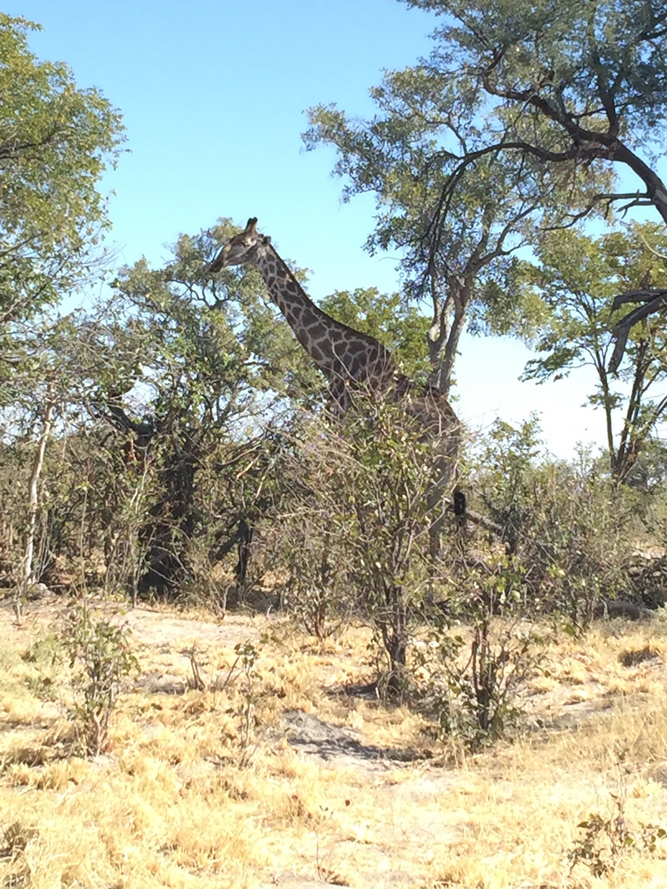 [17187] 2016_06_27_12_55_34_Africa_iPhone_6_Plus_IMG_3756_00354.jpg