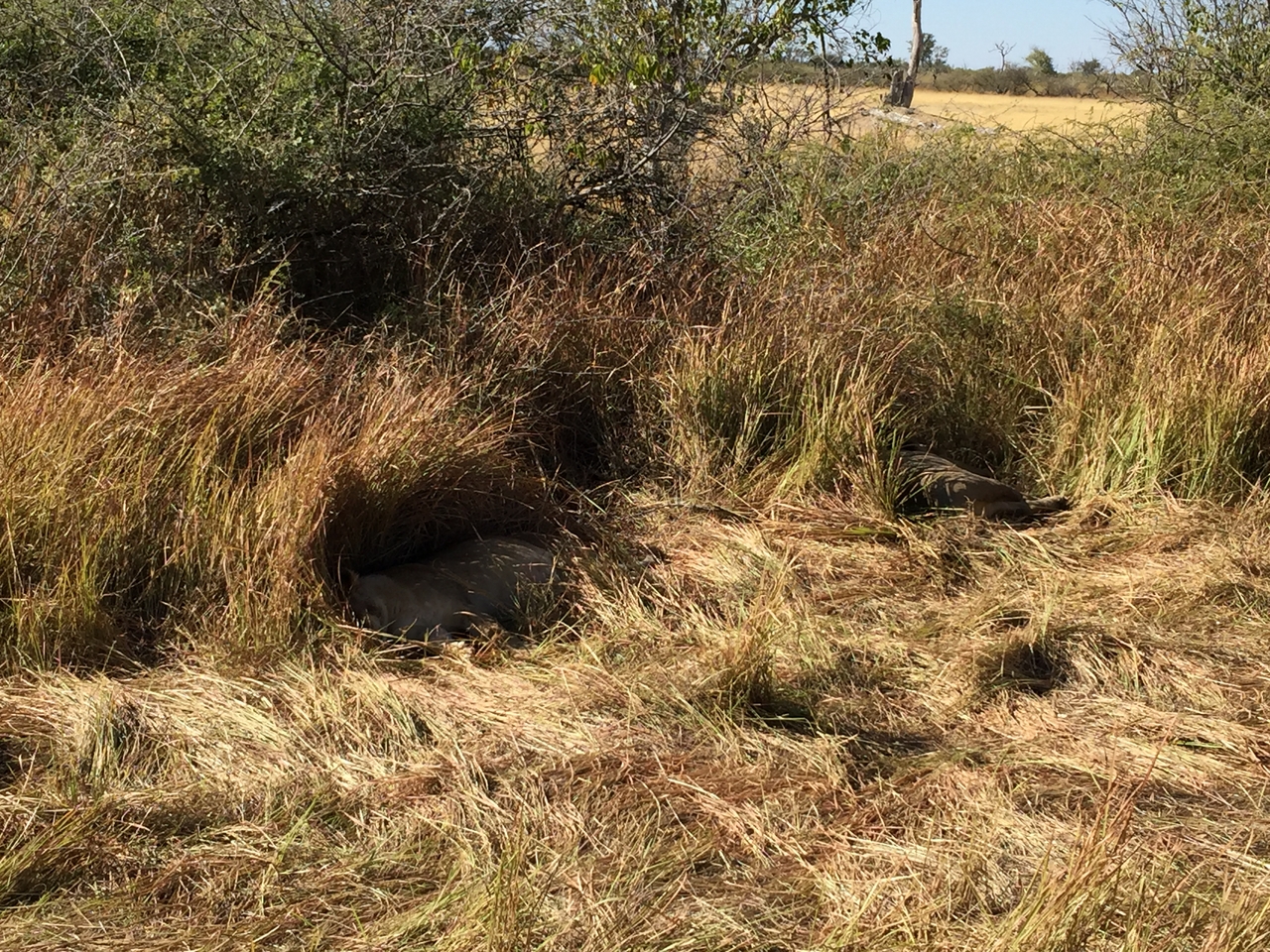[19904] 2016_06_28_09_05_27_Africa_iPhone_6_Plus_IMG_3798_06962.jpg