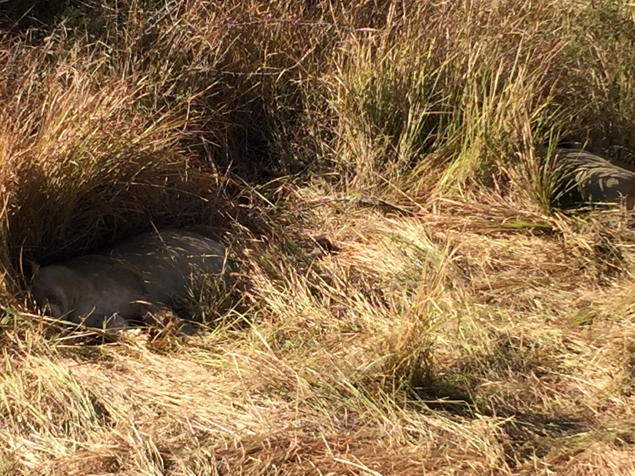 [19905] 2016_06_28_09_05_32_Africa_iPhone_6_Plus_IMG_3799_00379.jpg