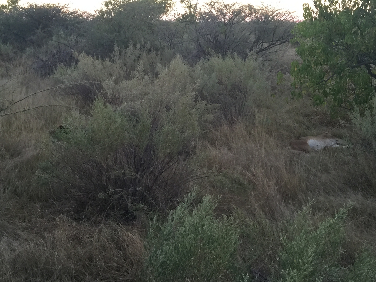 [22240] 2016_06_29_18_02_02_Africa_iPhone_6_Plus_IMG_3896_00432.jpg