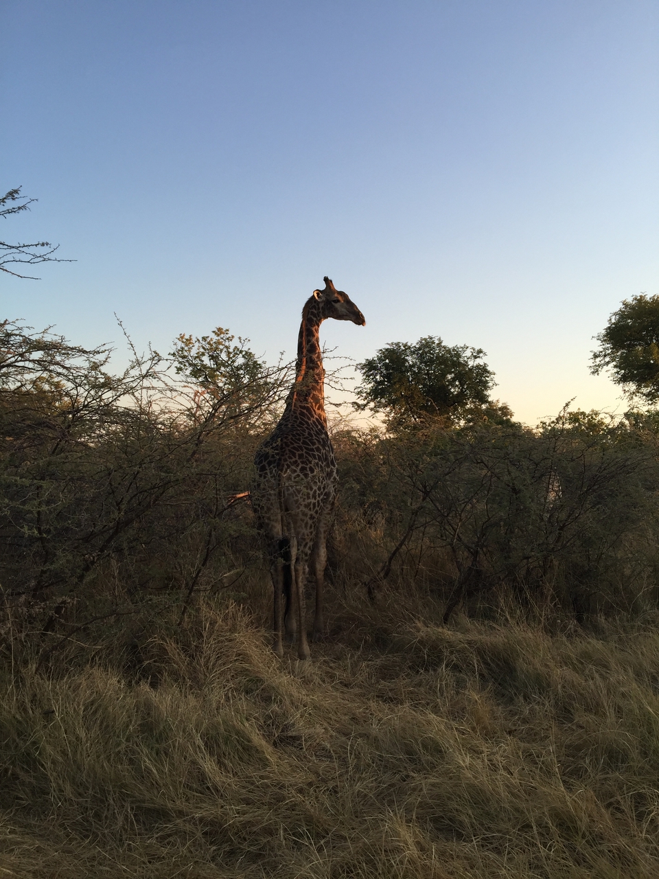 [24630] 2016_06_30_07_20_56_Africa_iPhone_6_Plus_IMG_3914_07024.jpg