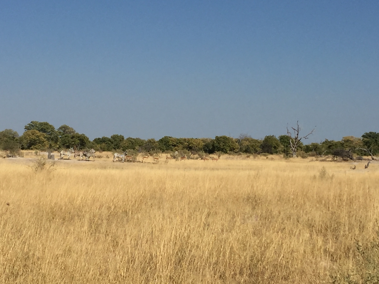 [24804] 2016_06_30_09_45_51_Africa_iPhone_6_Plus_IMG_3935_00448.jpg