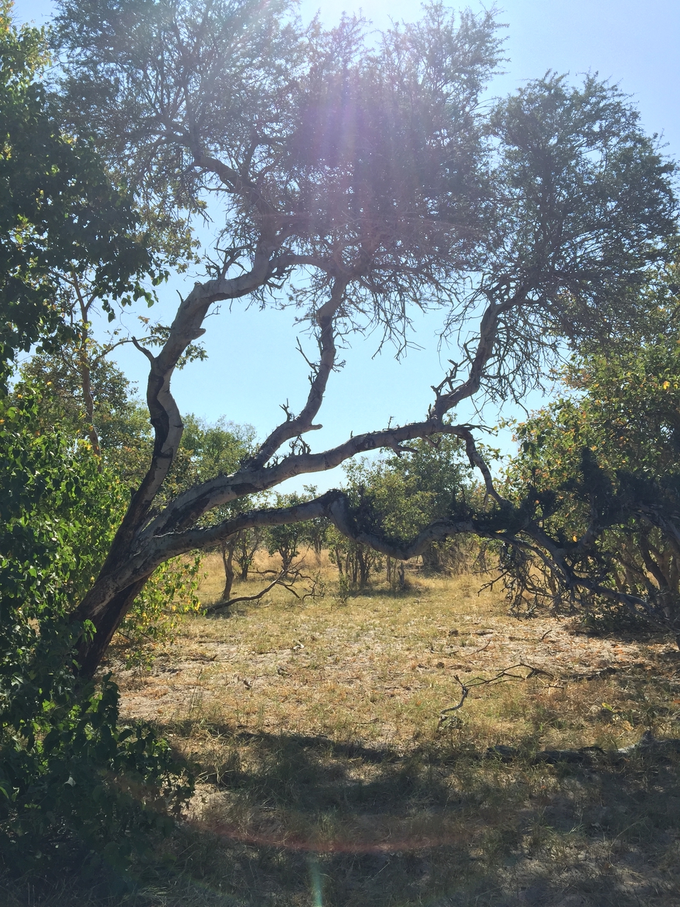 [25198] 2016_06_30_11_13_46_Africa_iPhone_6_Plus_IMG_3944_07038.jpg