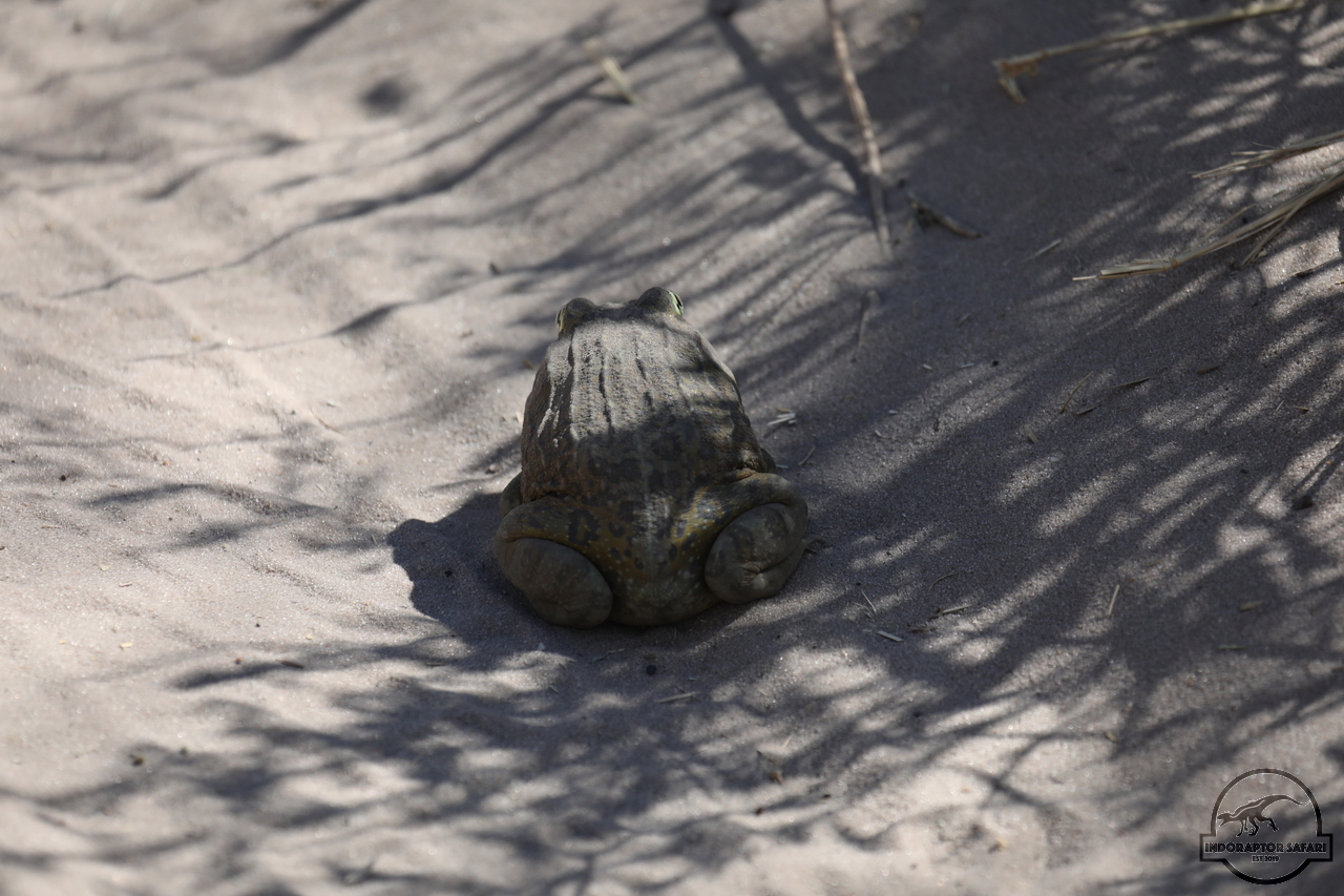 [16] 2019_06_20_17_47_44_Africa_Canon_EOS_5D_Mark_IV_IMG_0002383_00004.jpg