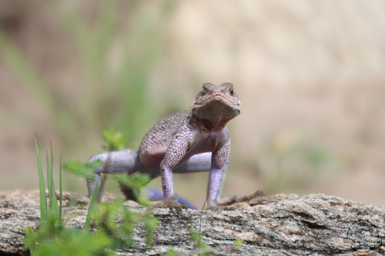 [27] 2019_07_02_13_07_23_Africa_Canon_EOS_77D_IMG_3200_00004.jpg