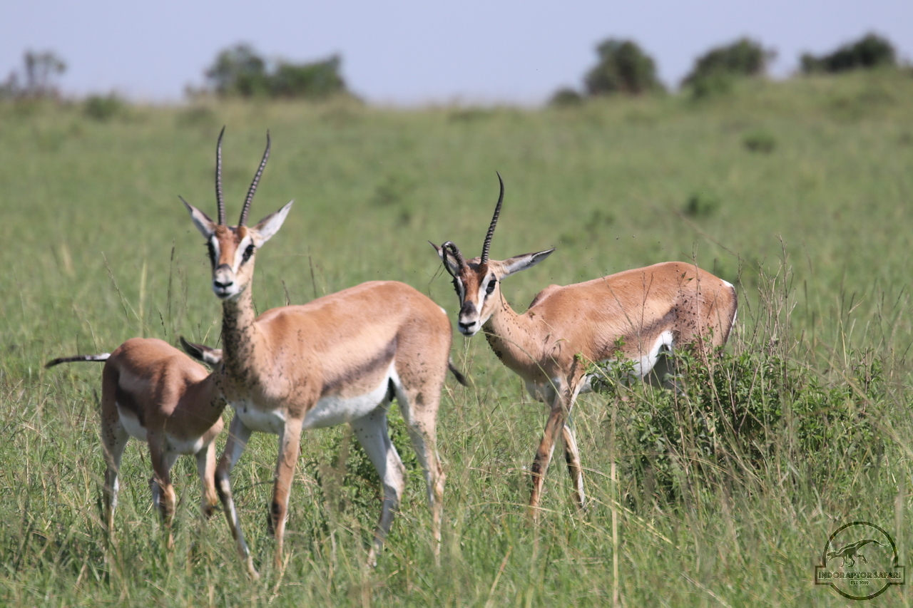 [60] 2019_06_29_09_38_52_Africa_Canon_EOS_77D_IMG_1731_00009.jpg