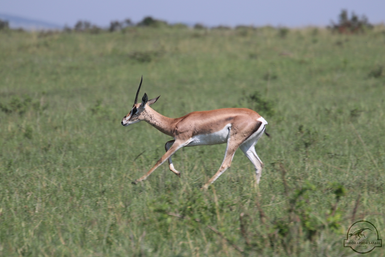 [73] 2019_06_29_09_39_13_Africa_Canon_EOS_77D_IMG_1735_00034.jpg