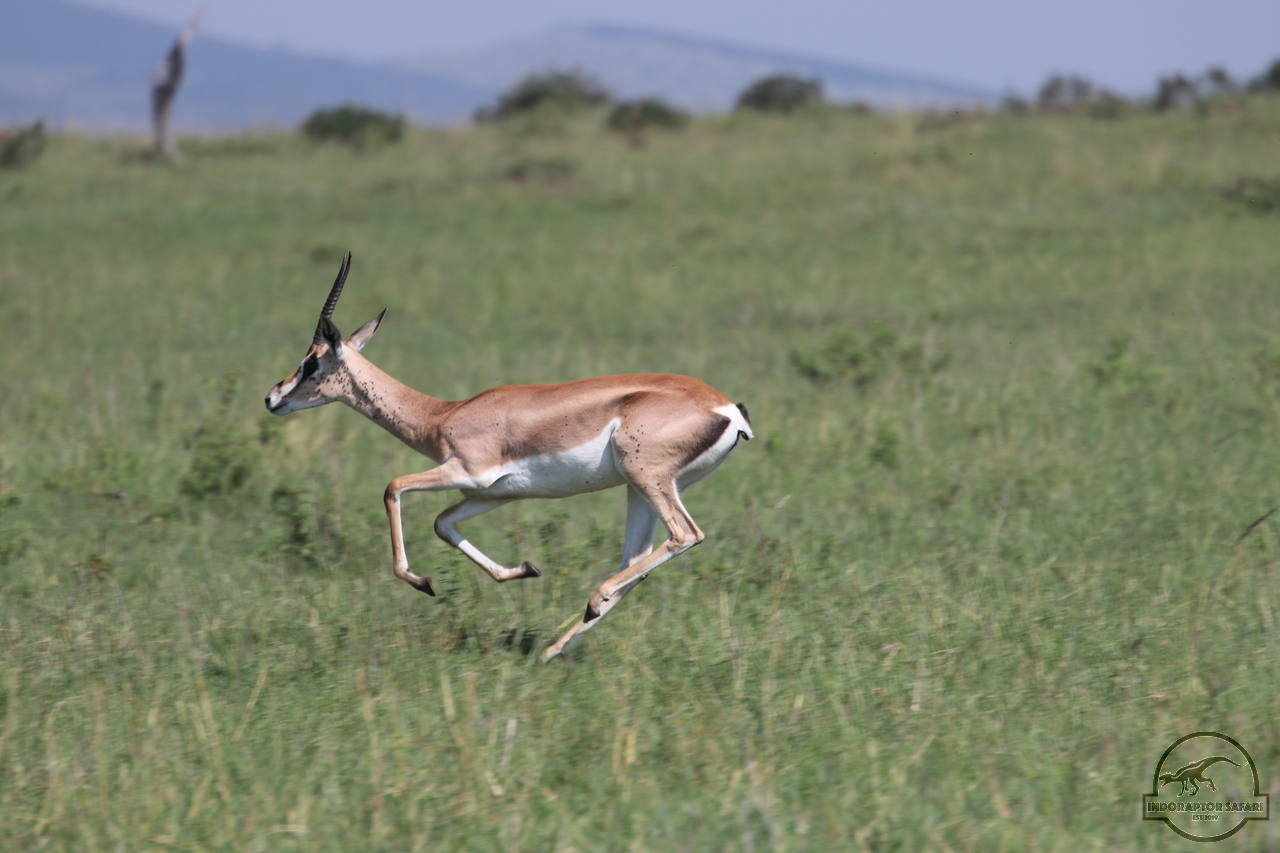 [75] 2019_06_29_09_39_14_Africa_Canon_EOS_77D_IMG_1736_00014.jpg