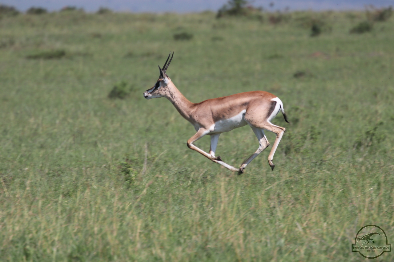[79] 2019_06_29_09_39_14_Africa_Canon_EOS_77D_IMG_1737_00036.jpg