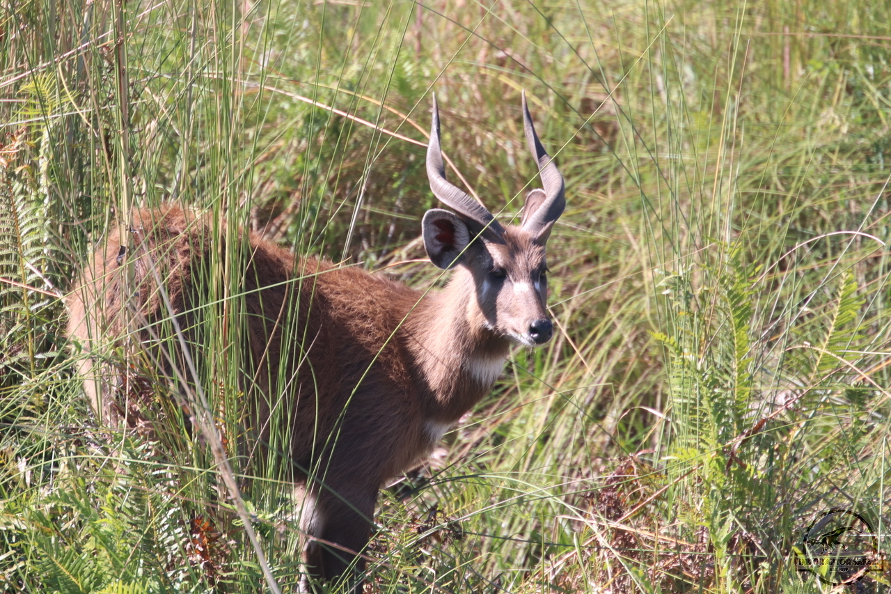 [168] 2019_06_24_10_27_01_Africa_Canon_EOS_77D_IMG__00045.jpg