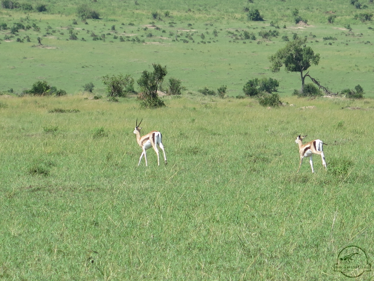 [183] 2019_06_29_03_52_20_Africa_Canon_PowerShot_G16_IMG_0030_00050.jpg