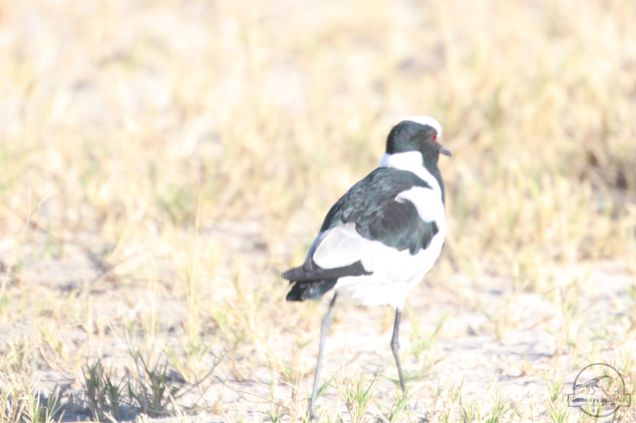 [267] 2019_06_19_15_19_13_Africa_Canon_EOS_77D_IMG_0120_00008.jpg