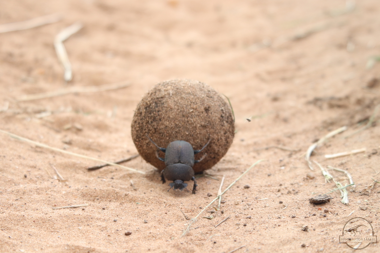 [303] 2019_07_01_15_31_07_Africa_Canon_EOS_77D_IMG_2890_00020.jpg