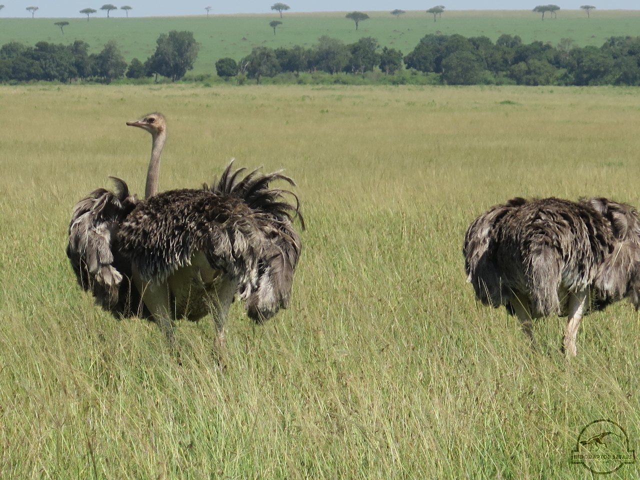 [369] 2019_07_01_04_29_30_Africa_Canon_PowerShot_G16_IMG_0218_00042.jpg