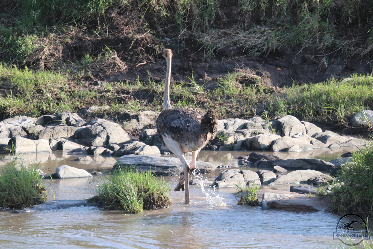 [372] 2019_07_01_06_56_46_Africa_Canon_EOS_77D_IMG_2421_00043.jpg