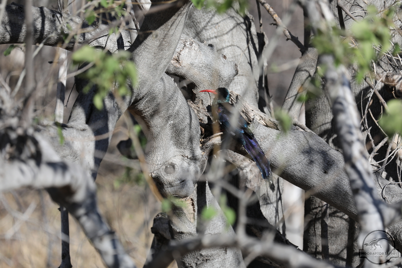 [395] 2019_06_21_14_09_56_Africa_Canon_EOS_5D_Mark_IV_IMG_0003737_00003.jpg