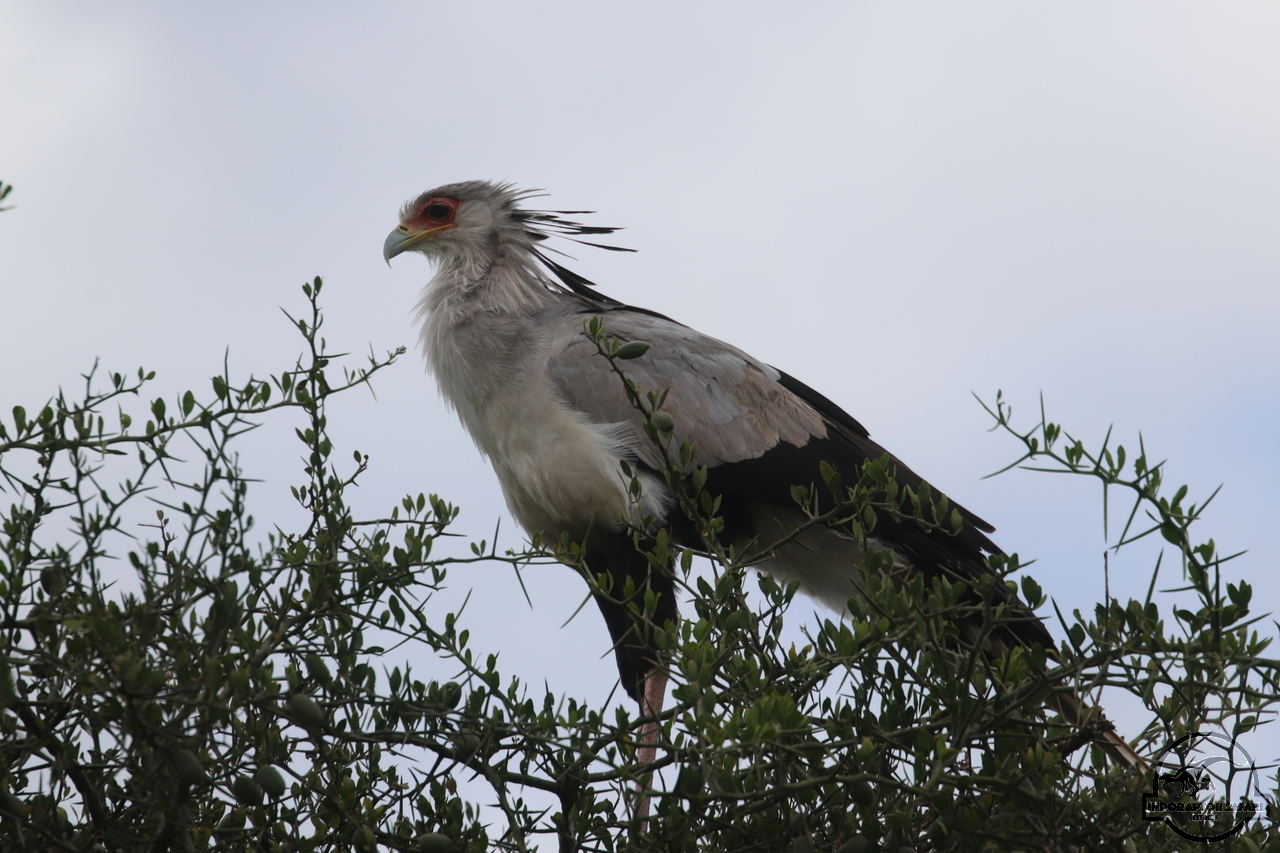 [406] 2019_07_04_08_21_09_Africa_Canon_EOS_77D_IMG_3975_00146.jpg