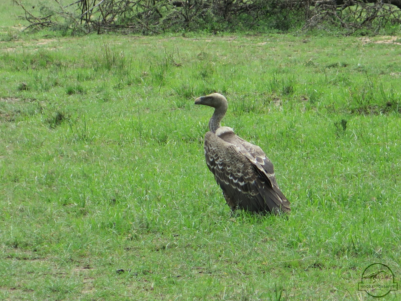 [462] 2019_07_04_04_28_24_Africa_Canon_PowerShot_G16_IMG_0112_00071.jpg