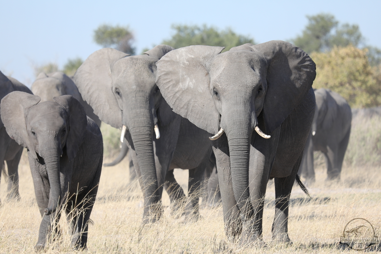 [537] 2019_06_20_14_44_23_Africa_Canon_EOS_5D_Mark_IV_IMG_0001075_00004.jpg