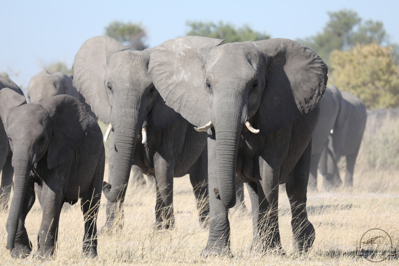 [539] 2019_06_20_14_44_23_Africa_Canon_EOS_5D_Mark_IV_IMG_0001077_00005.jpg