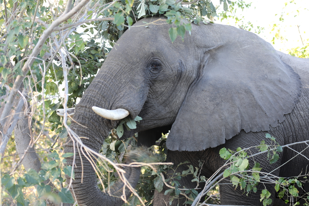 [564] 2019_06_21_22_00_11_Africa_Canon_EOS_5D_Mark_IV_IMG_0004351_00210.jpg