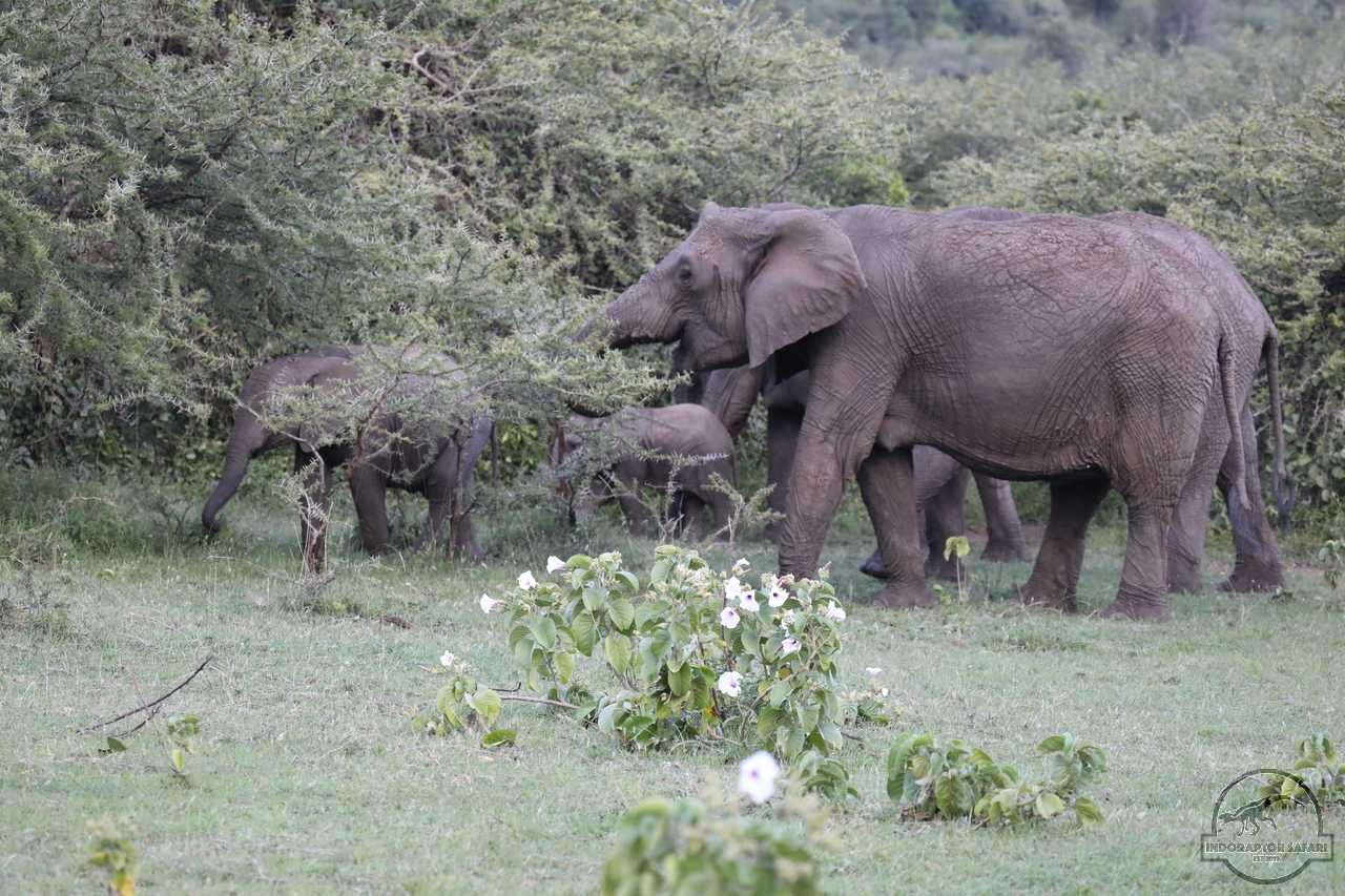 [573] 2019_06_30_22_24_55_Africa_Canon_EOS_5D_Mark_IV_IMG_0009540_00018.jpg
